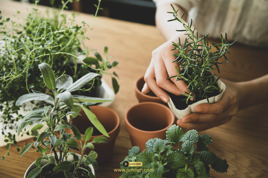 Variety of succulent plants in pots – perfect for apartment balcony gardening
