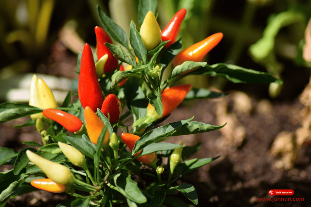 chili plant growing in a pot on a sunny apartment balcony

Caption: