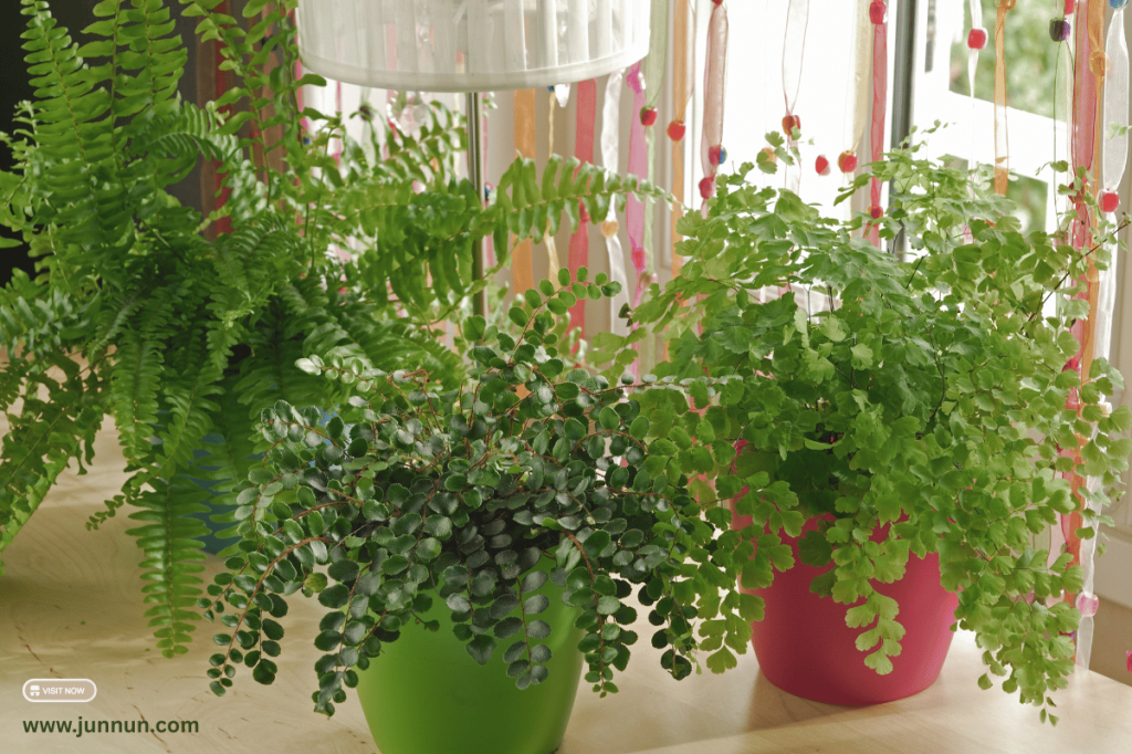 Green ferns growing in balcony pots – perfect for apartment gardening