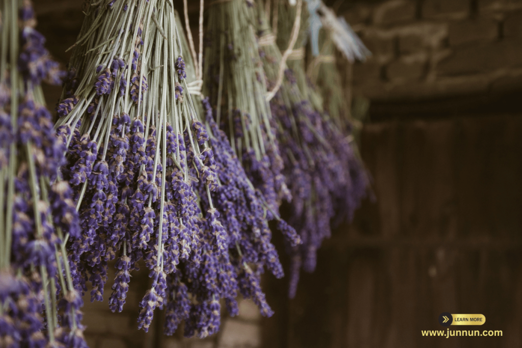 Lavender plant in a pot on a balcony – perfect for apartment gardening