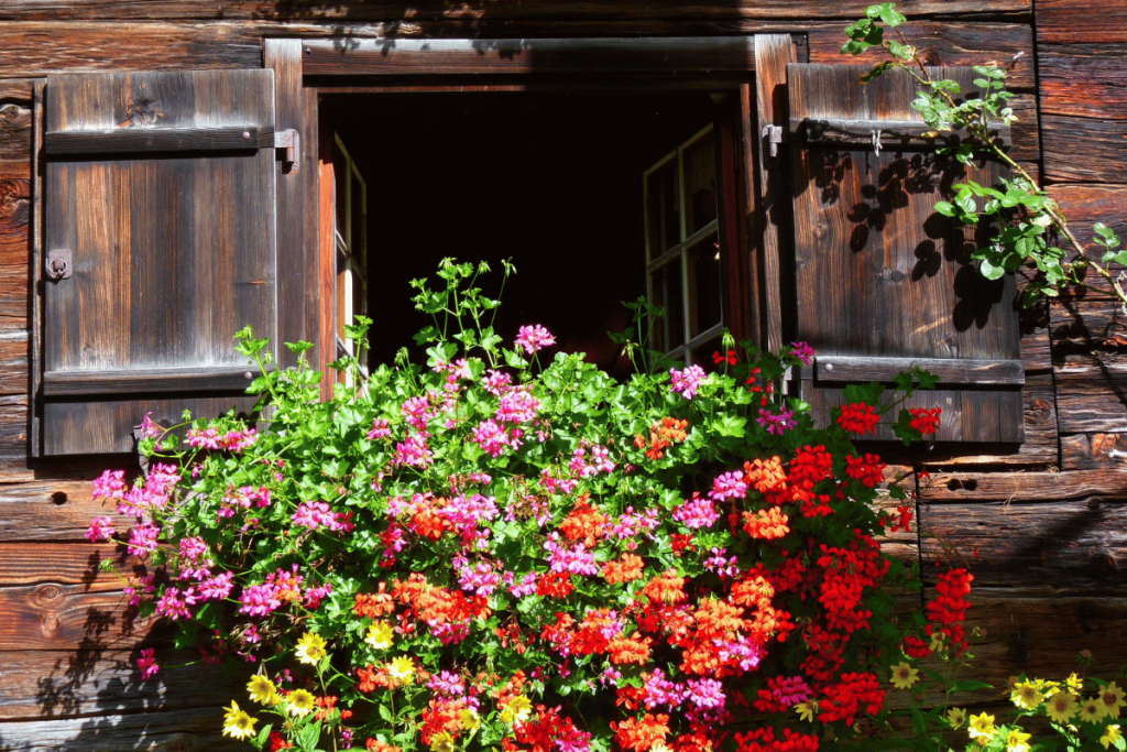Colorful petunias flowers blooming in balcony pots – perfect for apartments
