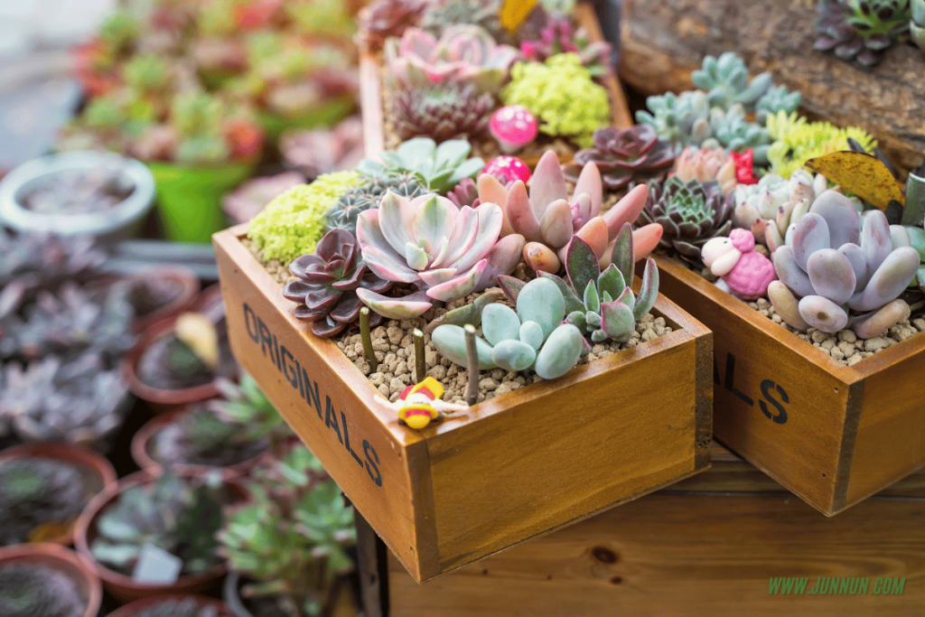 Variety of succulent plants in pots – perfect for apartment balcony gardening